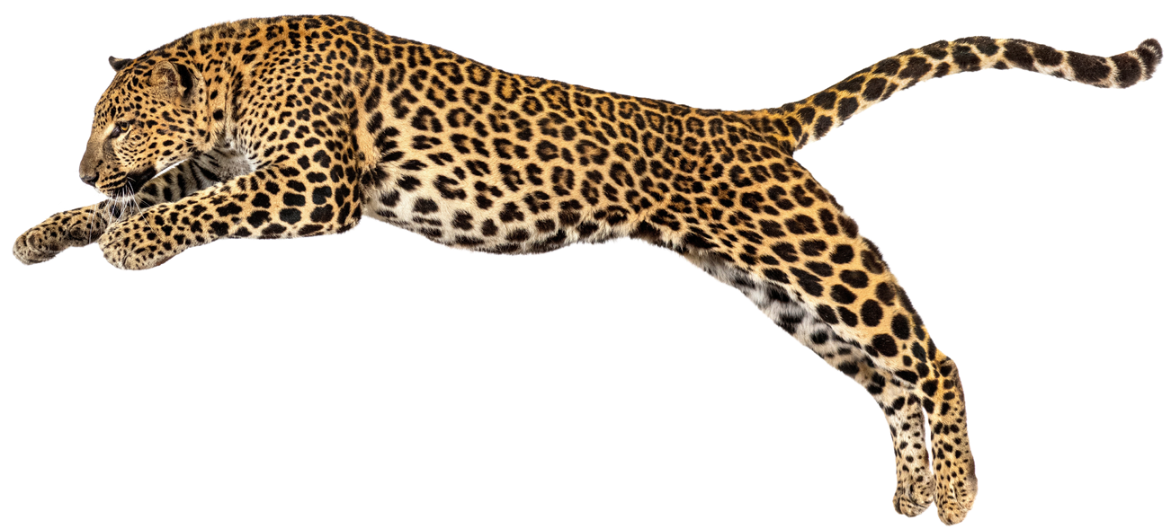 Enterprise agility personified by a leaping Leopard.